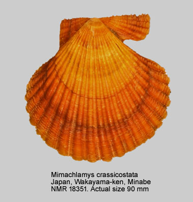 Mimachlamys crassicostata (3).jpg - Mimachlamys crassicostata(G.B.Sowerby,1842)